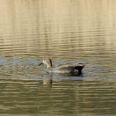 Gite De L'Etang Belval-en-Argonne Zewnętrze zdjęcie