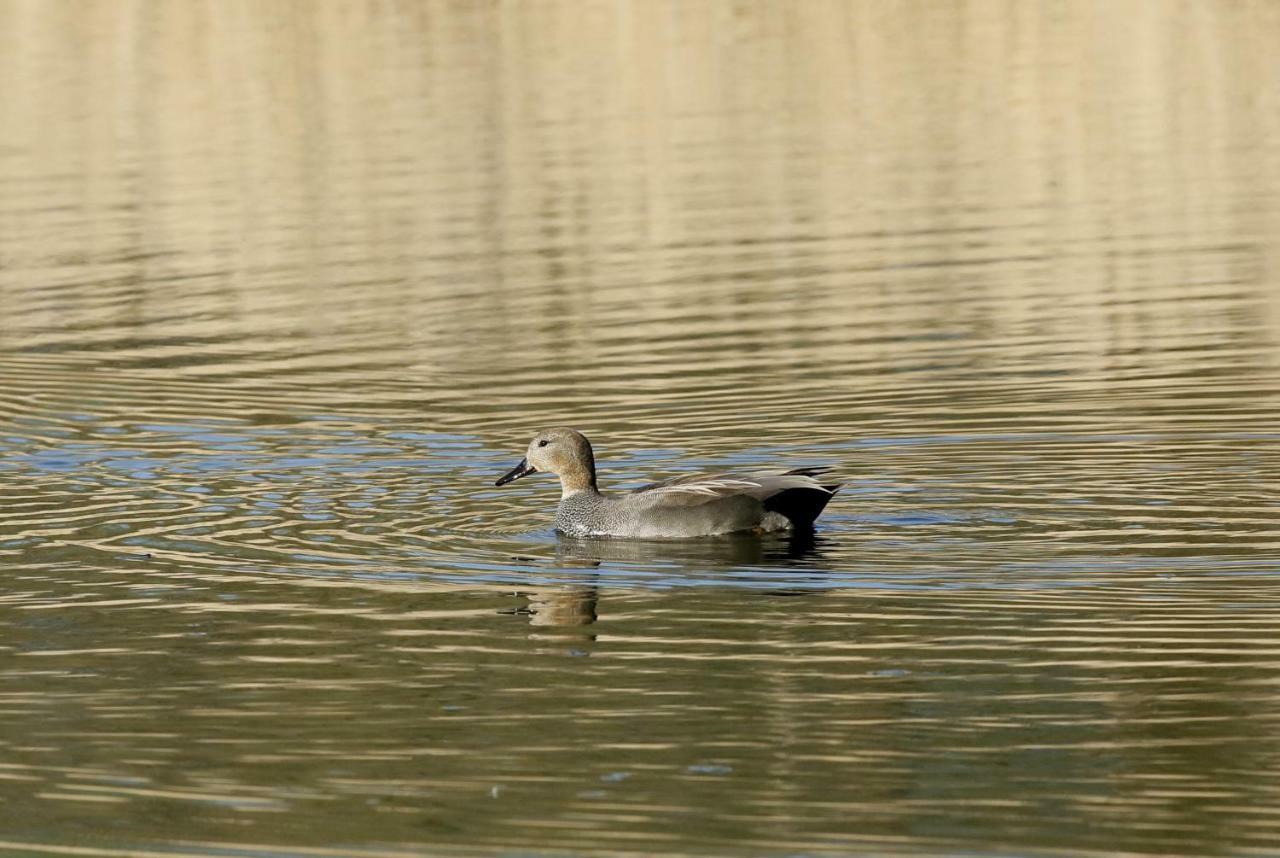 Gite De L'Etang Belval-en-Argonne Zewnętrze zdjęcie