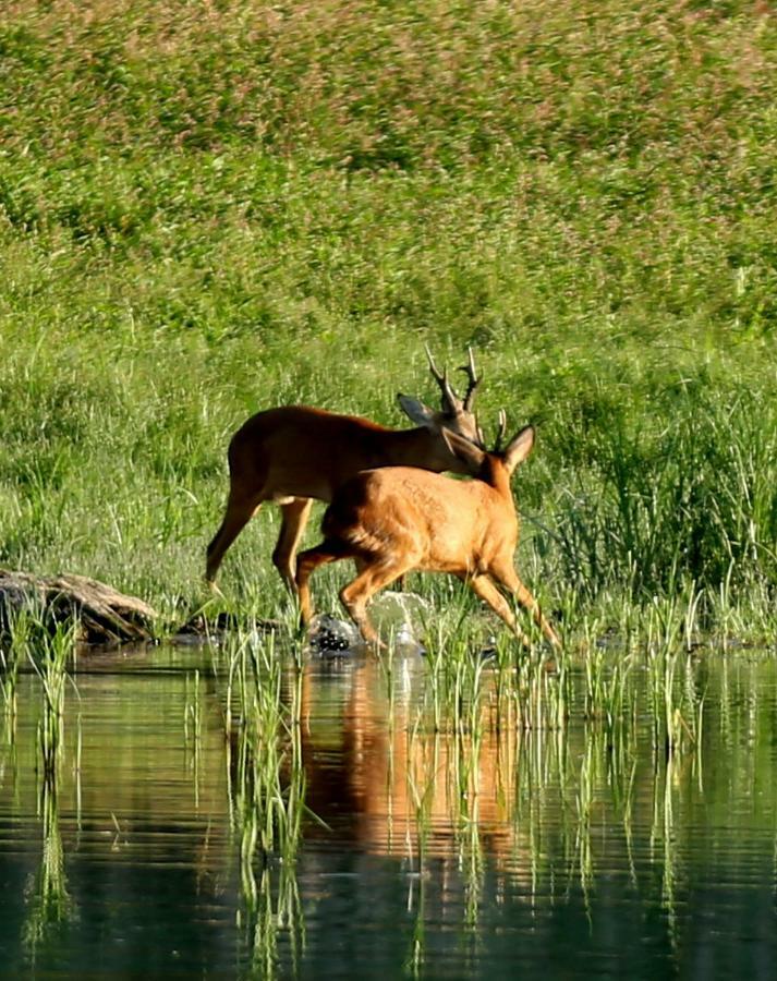 Gite De L'Etang Belval-en-Argonne Zewnętrze zdjęcie